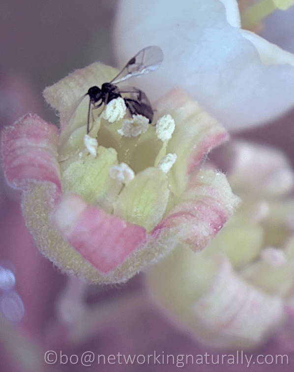 A tiny wasp looking for a suitable place to lay her eggs on a raspberry flower.   The base of this basic petals have little ponds of nectar on which the grubs feed