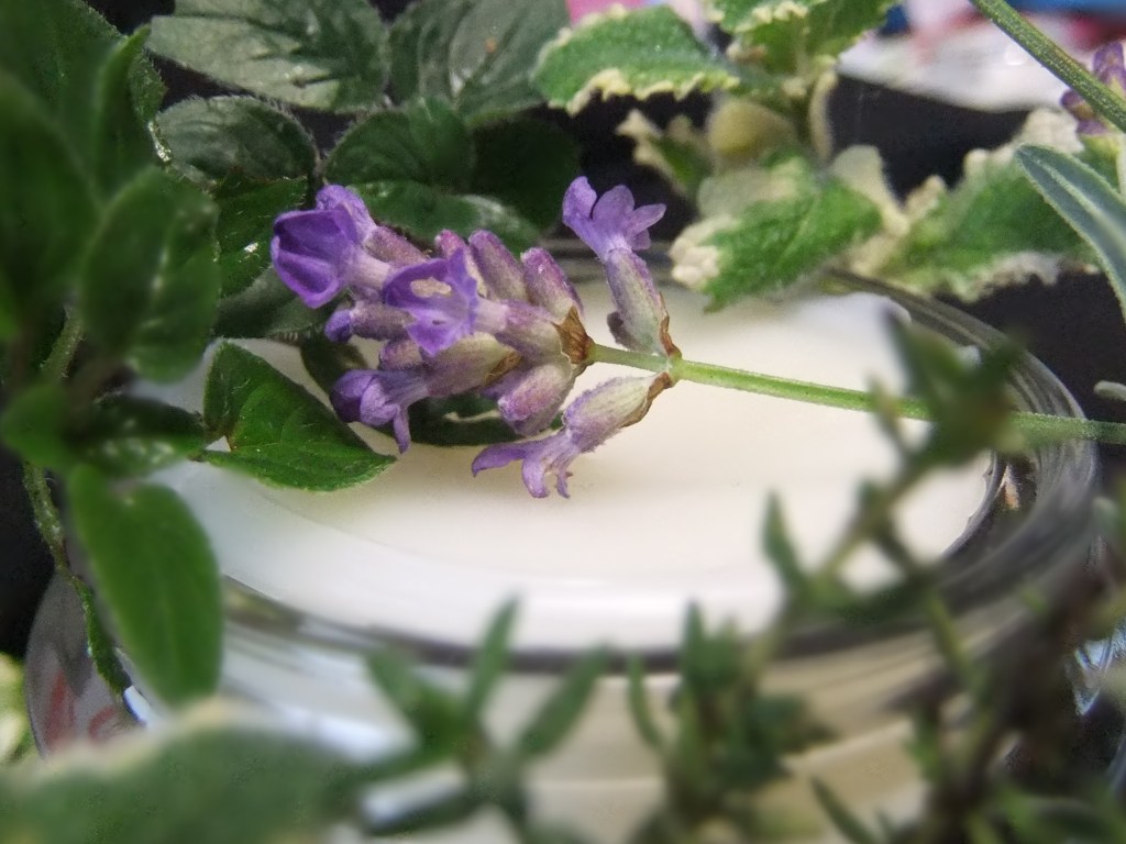 A Lavender flower resting on a glass jar of home made Beeswax and oil polish. Fresh Oregano and Spearmint leaves are in the background are examples of plants from which essential oils can be extracted