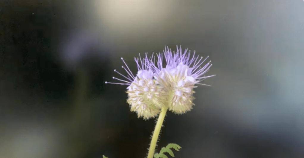 A video image of a tightly closed Scorpion weed flower head. As the video plays, the flower head unfolds and the stamens pop up in an orchestrated reveal