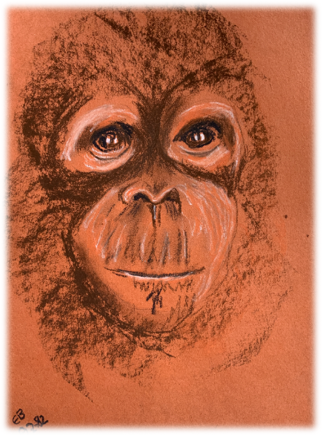 A pastel and chalk image of an orphan Orangutan drawn in 1982
Orange paper and white, brown and black pastels