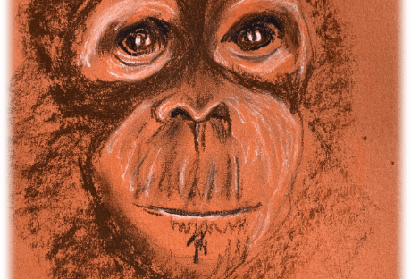 A pastel and chalk image of an orphan Orangutan drawn in 1982